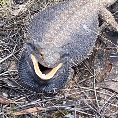 Pogona barbata (Eastern Bearded Dragon) at Hughes, ACT - 16 Oct 2021 by KL