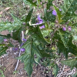 Solanum cinereum at Hughes, ACT - 16 Oct 2021