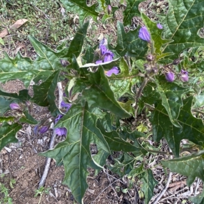 Solanum cinereum (Narrawa Burr) at Red Hill to Yarralumla Creek - 16 Oct 2021 by KL