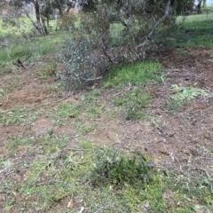 Solanum cinereum at Hughes, ACT - 16 Oct 2021