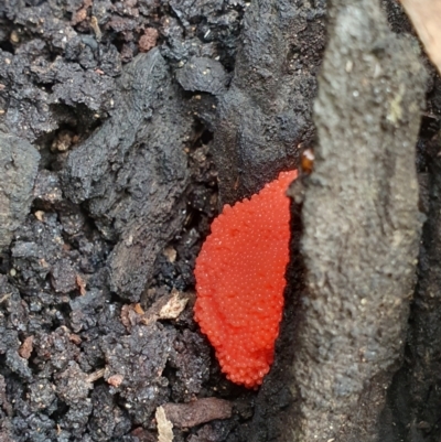 Tubifera ferruginosa Complex (Raspberry Slime) at Pialligo, ACT - 15 Oct 2021 by Helberth