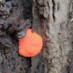 Tubifera ferruginosa Complex at Pialligo, ACT - 15 Oct 2021