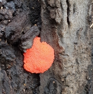 Tubifera ferruginosa Complex at Pialligo, ACT - 15 Oct 2021