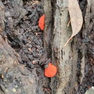 Tubifera ferruginosa Complex at Pialligo, ACT - 15 Oct 2021 09:21 AM