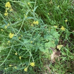 Sisymbrium officinale (Common Hedge Mustard) at Harcourt Hill - 16 Oct 2021 by Rosie
