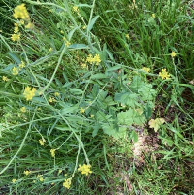 Sisymbrium officinale (Common Hedge Mustard) at Harcourt Hill - 16 Oct 2021 by Rosie