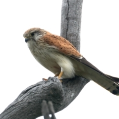 Falco cenchroides (Nankeen Kestrel) at Goorooyarroo NR (ACT) - 13 Oct 2021 by jb2602