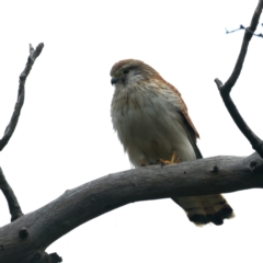 Falco cenchroides at Kenny, ACT - suppressed