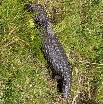 Tiliqua rugosa (Shingleback Lizard) at Nicholls, ACT - 16 Oct 2021 by Rosie