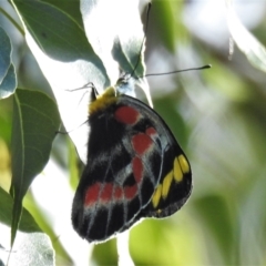 Delias harpalyce (Imperial Jezebel) at Paddys River, ACT - 15 Oct 2021 by JohnBundock