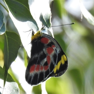 Delias harpalyce (Imperial Jezebel) at Paddys River, ACT - 16 Oct 2021 by JohnBundock