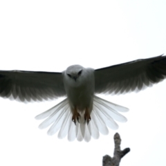 Elanus axillaris (Black-shouldered Kite) at Throsby, ACT - 12 Oct 2021 by jb2602