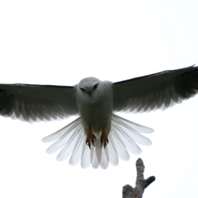 Elanus axillaris (Black-shouldered Kite) at Throsby, ACT - 12 Oct 2021 by jb2602
