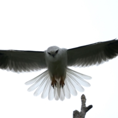 Elanus axillaris (Black-shouldered Kite) at Throsby, ACT - 12 Oct 2021 by jbromilow50