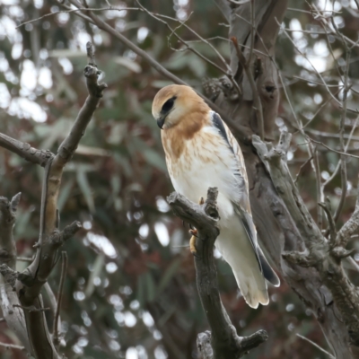 Elanus axillaris (Black-shouldered Kite) at Goorooyarroo NR (ACT) - 12 Oct 2021 by jb2602