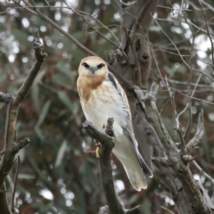 Elanus axillaris at Throsby, ACT - 12 Oct 2021