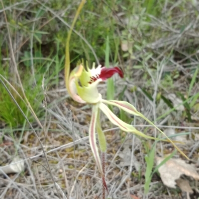 Caladenia atrovespa (Green-comb Spider Orchid) at Black Mountain - 16 Oct 2021 by Lou