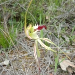 Caladenia atrovespa (Green-comb Spider Orchid) at Molonglo Valley, ACT - 16 Oct 2021 by Lou