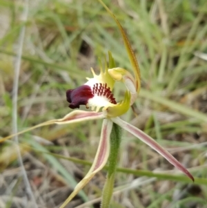 Caladenia atrovespa at Molonglo Valley, ACT - suppressed