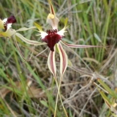 Caladenia atrovespa at Molonglo Valley, ACT - suppressed