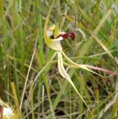 Caladenia atrovespa at Molonglo Valley, ACT - suppressed