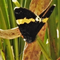 Eutrichopidia latinus (Yellow-banded Day-moth) at Namadgi National Park - 15 Oct 2021 by JohnBundock