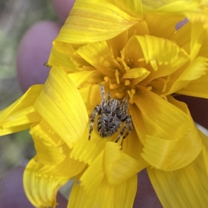 Araneus hamiltoni at Sutton, NSW - suppressed