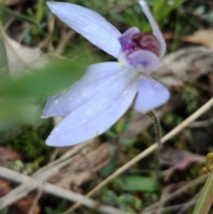 Cyanicula caerulea (Blue Fingers, Blue Fairies) at Black Mountain - 16 Oct 2021 by Lou