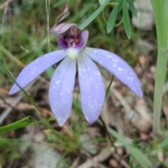 Cyanicula caerulea at Molonglo Valley, ACT - suppressed