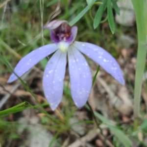 Cyanicula caerulea at Molonglo Valley, ACT - suppressed