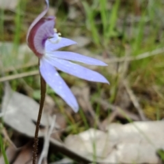 Cyanicula caerulea at Molonglo Valley, ACT - suppressed