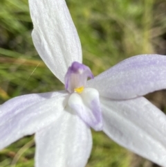 Glossodia major (Wax Lip Orchid) at Sutton, NSW - 16 Oct 2021 by AJB