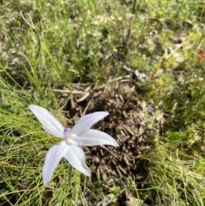 Glossodia major at Sutton, NSW - suppressed