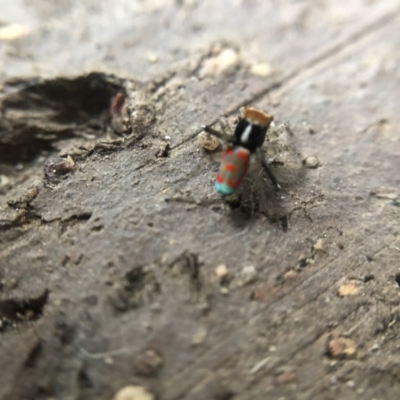 Maratus pavonis (Dunn's peacock spider) at Belconnen, ACT - 16 Oct 2021 by Dora