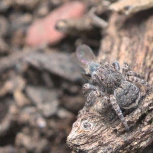 Maratus vespertilio at Bonner, ACT - suppressed