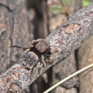 Maratus vespertilio at Bonner, ACT - suppressed