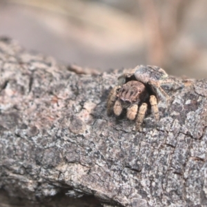 Maratus vespertilio at Bonner, ACT - suppressed