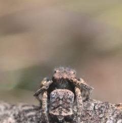 Maratus vespertilio at Bonner, ACT - suppressed