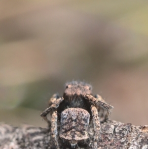 Maratus vespertilio at Bonner, ACT - suppressed