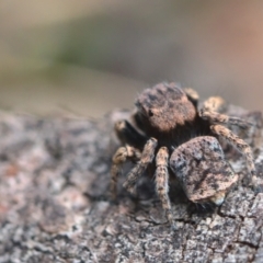 Maratus vespertilio at Bonner, ACT - 16 Oct 2021