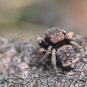 Maratus vespertilio at Bonner, ACT - 16 Oct 2021