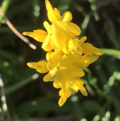 Unverified Plant at Evans Head, NSW - 16 Oct 2021 by AliClaw