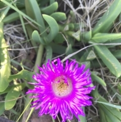 Carpobrotus glaucescens (Pigface) at Evans Head, NSW - 16 Oct 2021 by AliClaw