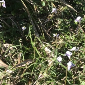 Viola sp. at Evans Head, NSW - 16 Oct 2021