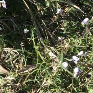 Viola sp. at Evans Head, NSW - 16 Oct 2021 04:21 PM