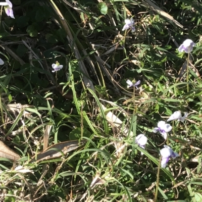 Viola sp. (Violet) at Evans Head, NSW - 16 Oct 2021 by AliClaw