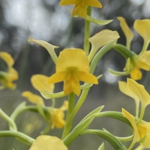 Diuris pardina at Sutton, NSW - 16 Oct 2021