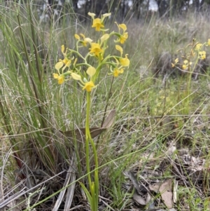 Diuris pardina at Sutton, NSW - 16 Oct 2021