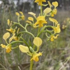 Diuris pardina at Sutton, NSW - 16 Oct 2021