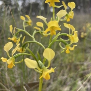 Diuris pardina at Sutton, NSW - 16 Oct 2021